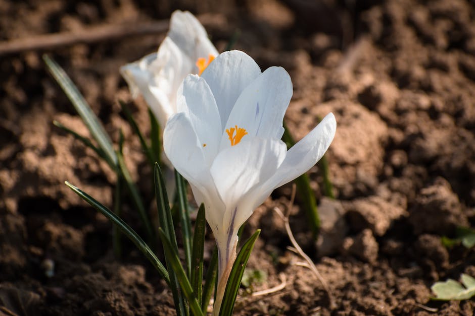 Lagerungsdauer von Blumenerde