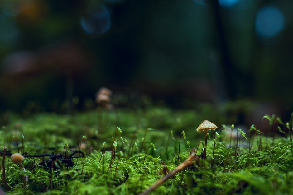  Wie lange Champignons im Kühlschrank lagern können