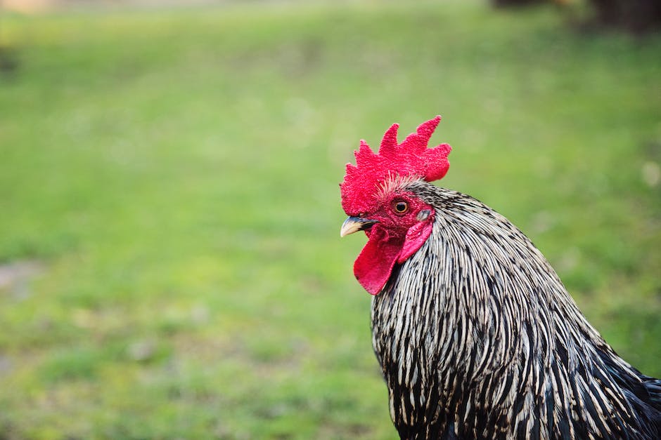 Hähnchen im Kühlschrank lagern: wie lange