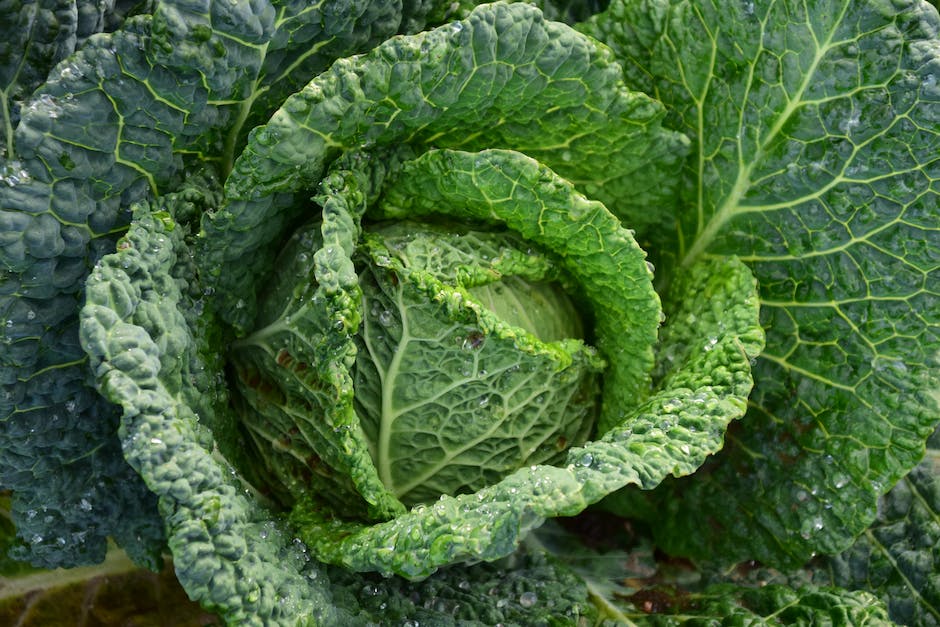 wie lange lagern sich Kohlprodukte