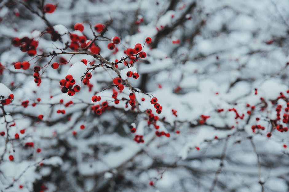 Schnee an Weihnachten Bild