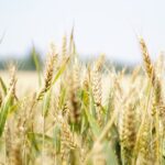 Warum man Brot nicht im Kühlschrank lagern sollte