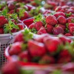 Lagerung von Erdbeeren: die besten Tipps
