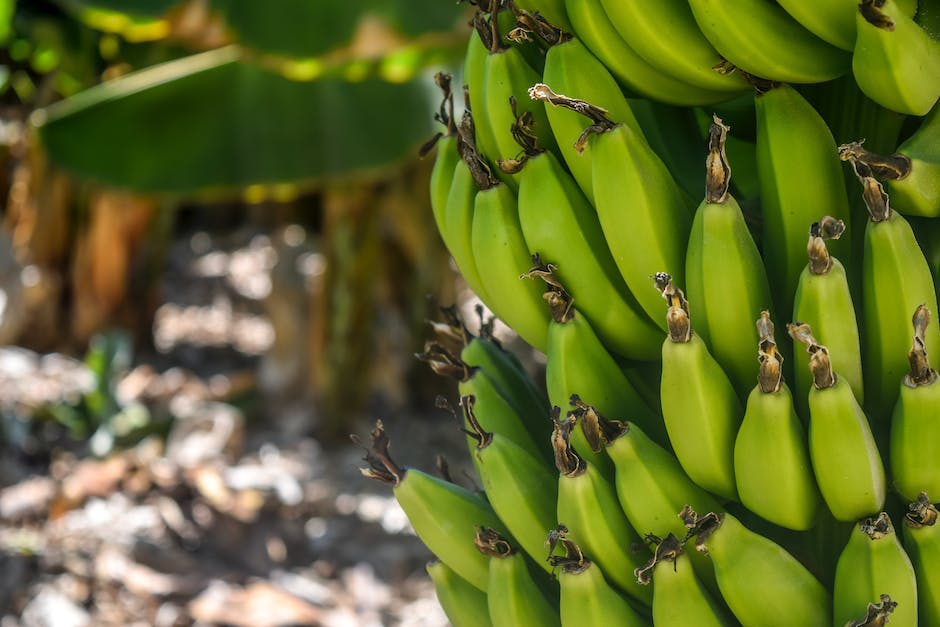 Lagerung von Bananen richtig