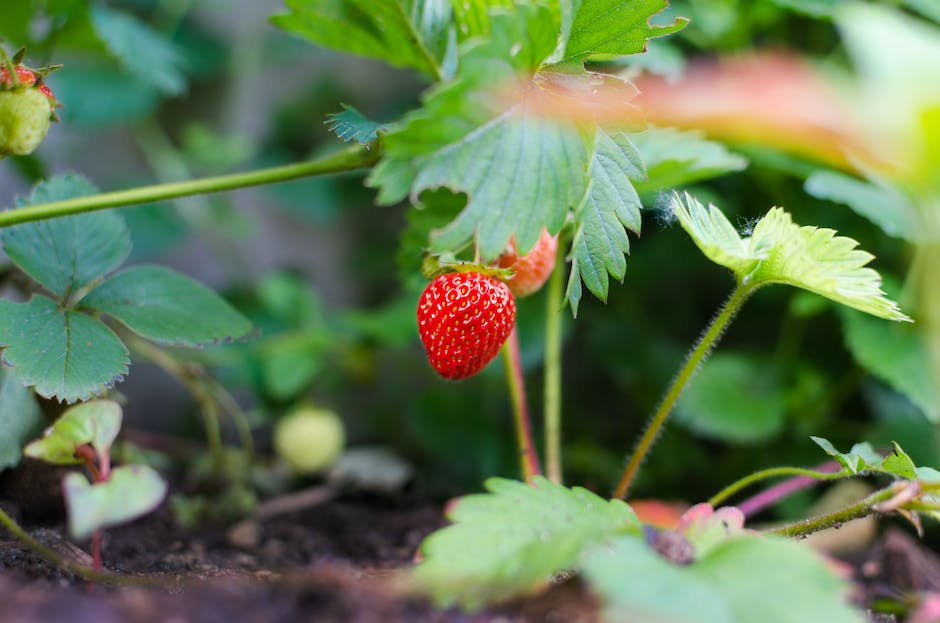 erdbeeren lagern für längeren Genuss