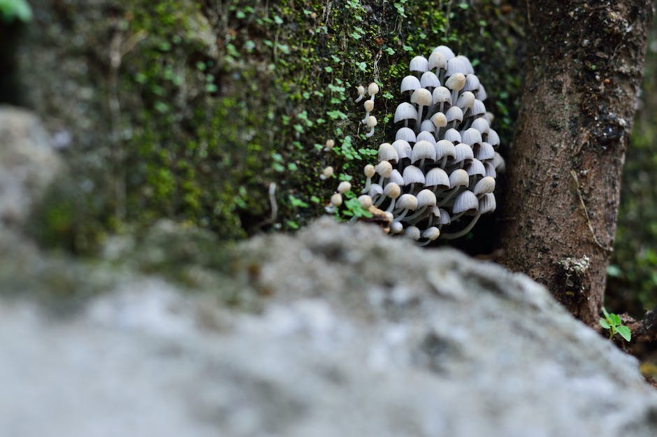  richtiges Lagern von frischen Champignons