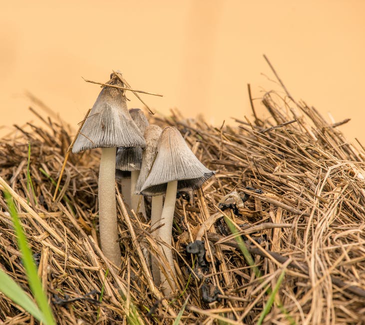 Lagerung von getrockneten Pilzen