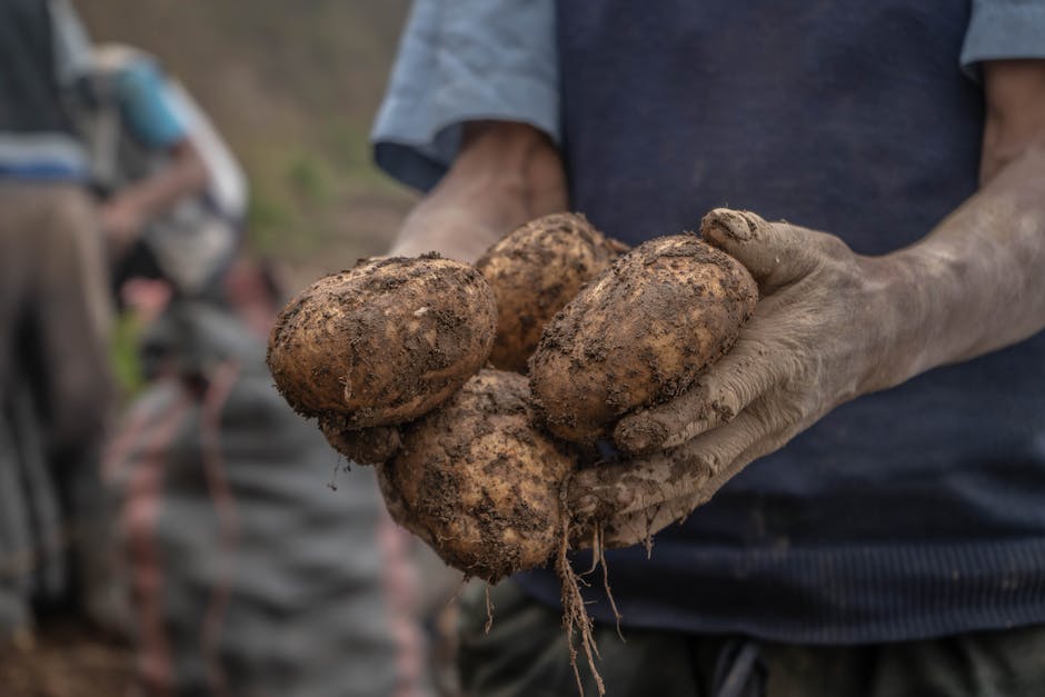  Kartoffeln richtig lagern nach der Ernte