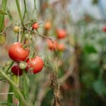 Tipps zum Lagern von Tomaten