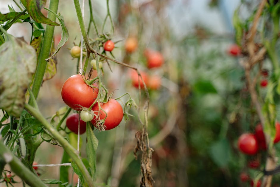 Tipps zum Lagern von Tomaten